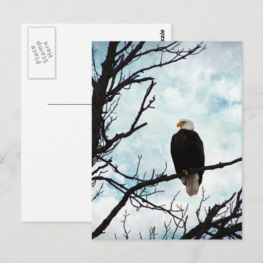 Bald Eagle in een boom met een blauwe hemel en wol Briefkaart (Voorkant / Achterkant)