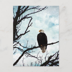 Bald Eagle in een boom met een blauwe hemel en wol Briefkaart