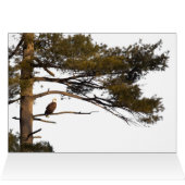 Bald Eagle in een pineboom (Binnen Horizontaal (Boven))