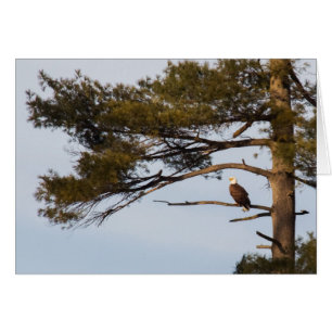 Bald Eagle in een pineboom