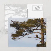 Bald Eagle in een pineboom Briefkaart (Voorkant / Achterkant)