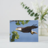 Bald Eagle in Flight Blue Sky Briefkaart (Staand voorkant)