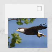 Bald Eagle in Flight Blue Sky Briefkaart (Voorkant / Achterkant)