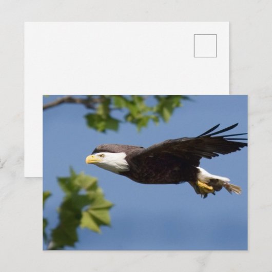 Bald Eagle in Flight Blue Sky Briefkaart (Voorkant / Achterkant)