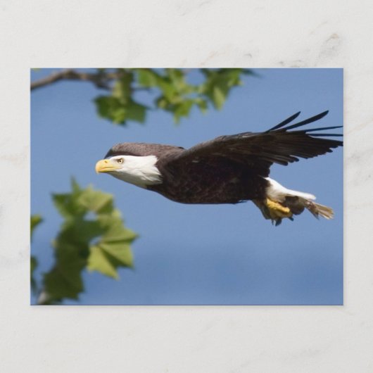 Bald Eagle in Flight Blue Sky Briefkaart (Voorkant)