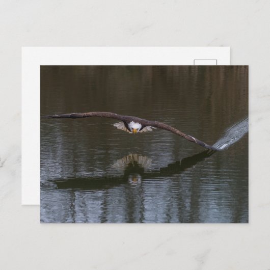 Bald Eagle in Flight Briefkaart (Voorkant / Achterkant)