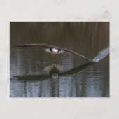 Bald Eagle in Flight Briefkaart (Voorkant)