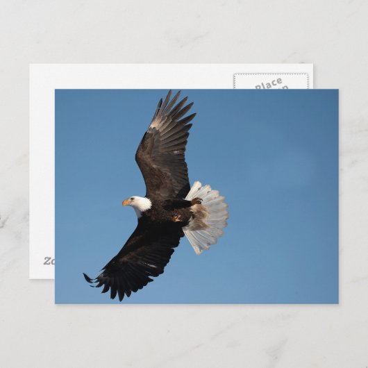 Bald Eagle in Flight Briefkaart (Voorkant / Achterkant)