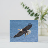 Bald eagle in flight briefkaart (Staand voorkant)