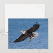 Bald eagle in flight briefkaart (Voorkant / Achterkant)