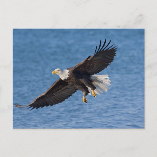 Bald eagle in flight briefkaart (Voorkant)