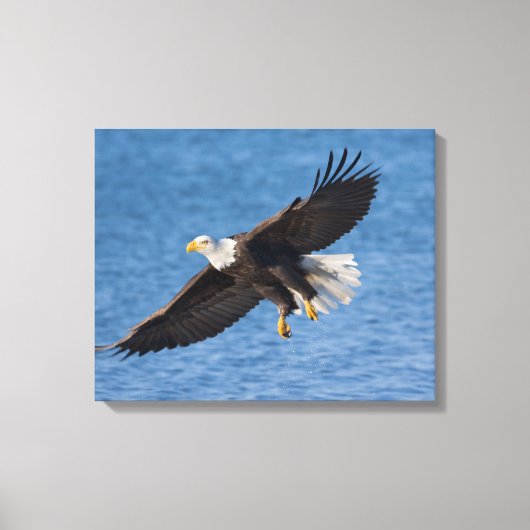 Bald eagle in flight canvas afdruk (Voorkant)