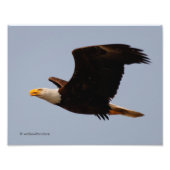 Bald Eagle in Flight Foto Afdruk (Voorkant)