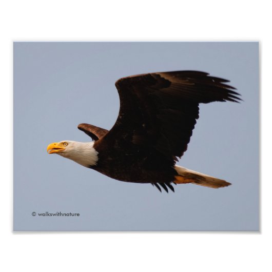 Bald Eagle in Flight Foto Afdruk (Voorkant)