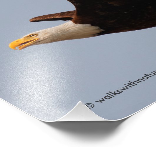 Bald Eagle in Flight Foto Afdruk (Hoek)