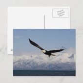 Bald Eagle in Flight, Haliaeetus leucocephalus, 3 Briefkaart (Voorkant / Achterkant)