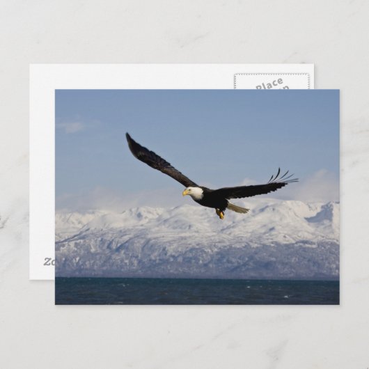 Bald Eagle in Flight, Haliaeetus leucocephalus, 3 Briefkaart (Voorkant / Achterkant)