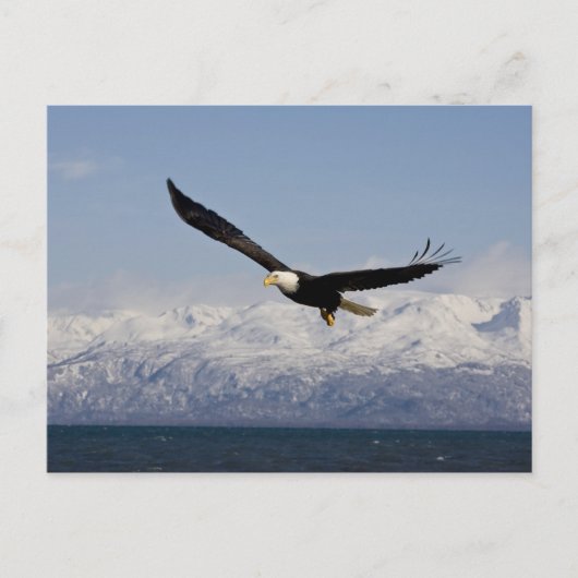Bald Eagle in Flight, Haliaeetus leucocephalus, 3 Briefkaart (Voorkant)