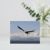 Bald Eagle in Flight, Haliaeetus leucocephalus, 3 Briefkaart (Staand voorkant)