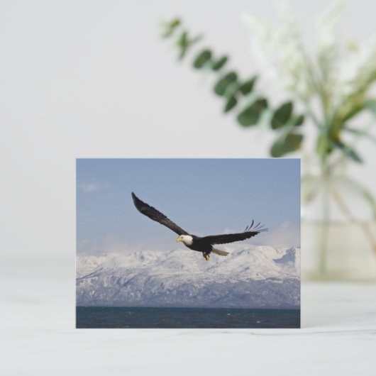 Bald Eagle in Flight, Haliaeetus leucocephalus, 3 Briefkaart (Staand voorkant)