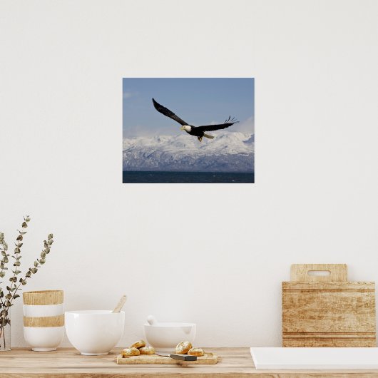 Bald Eagle in Flight, Haliaeetus leucocephalus, 3 Poster (Keuken)