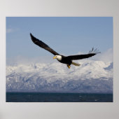 Bald Eagle in Flight, Haliaeetus leucocephalus, 3 Poster (Voorkant)