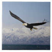 Bald Eagle in Flight, Haliaeetus leucocephalus, 3 Tegeltje (Voorkant)