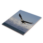 Bald Eagle in Flight, Haliaeetus leucocephalus, 3 Tegeltje (Zijkant)