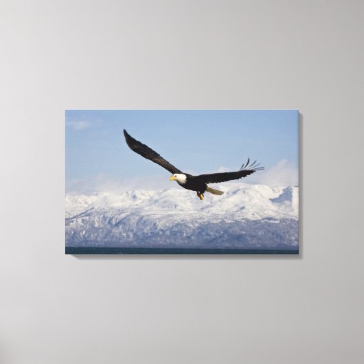 Bald Eagle in Flight, Haliaeetus leucocephalus, 4 Canvas Afdruk (Voorkant)