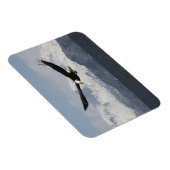 Bald Eagle in Flight, Haliaeetus leucocephalus, Magneet (Rechterzijde)