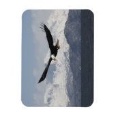 Bald Eagle in Flight, Haliaeetus leucocephalus, Magneet (Verticaal)