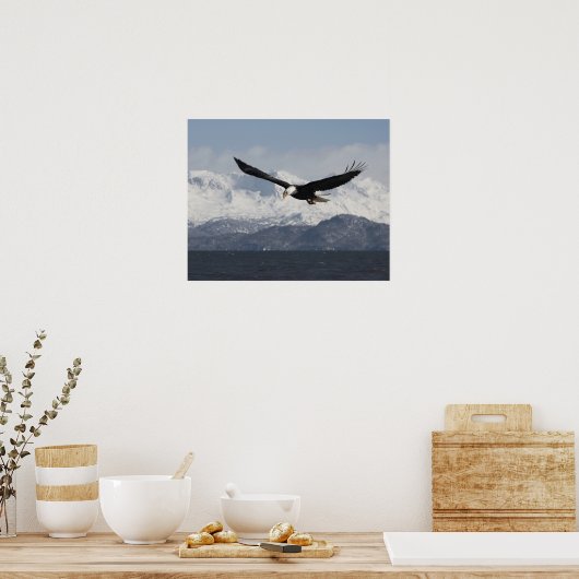 Bald Eagle in Flight, Haliaeetus leucocephalus, Poster (Keuken)