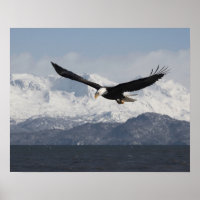 Bald Eagle in Flight, Haliaeetus leucocephalus,