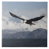 Bald Eagle in Flight, Haliaeetus leucocephalus, Tegeltje (Voorkant)