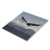 Bald Eagle in Flight, Haliaeetus leucocephalus, Tegeltje (Zijkant)