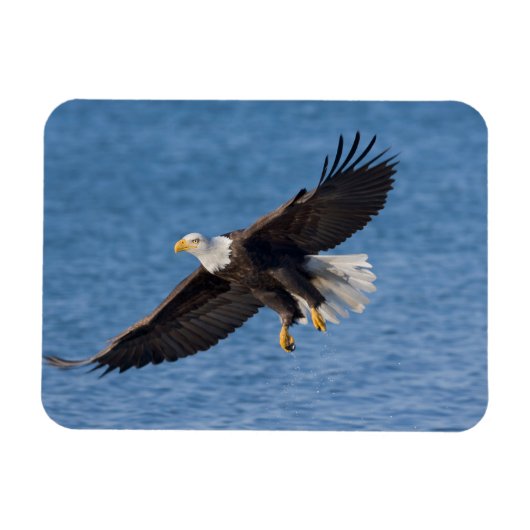 Bald eagle in flight magneet (Horizontaal)