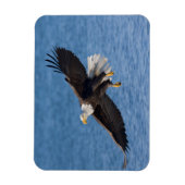 Bald eagle in flight magneet (Verticaal)