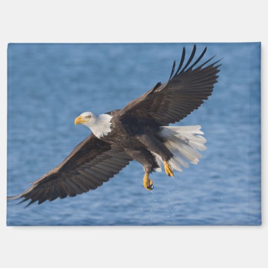 Bald eagle in flight magneet (Voorkant)