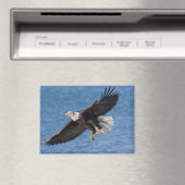 Bald eagle in flight magneet (Insitu (Vaatwasser))