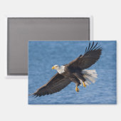 Bald eagle in flight magneet (Voorkant / Achterkant)