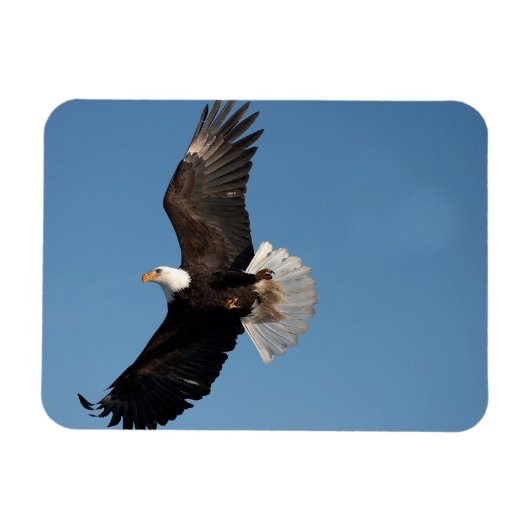Bald Eagle in Flight Magneet (Horizontaal)