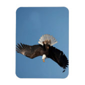 Bald Eagle in Flight Magneet (Verticaal)