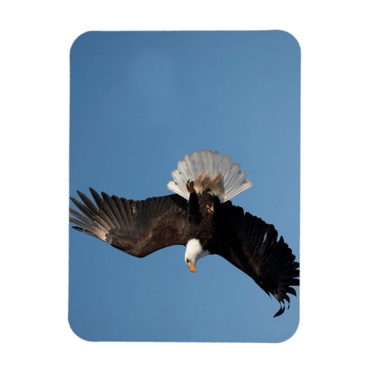Bald Eagle in Flight Magneet (Verticaal)