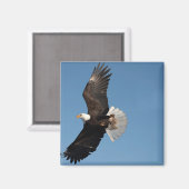Bald Eagle in Flight Magneet (Voorkant / Achterkant)