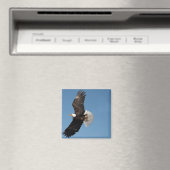 Bald Eagle in Flight Magneet (Insitu (Vaatwasser))