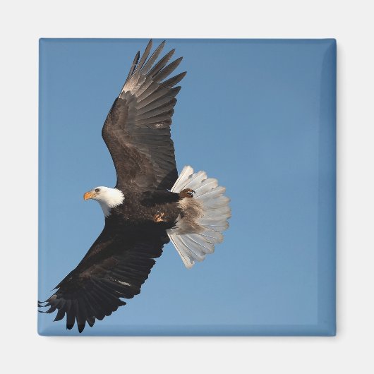 Bald Eagle in Flight Magneet (Voorkant)