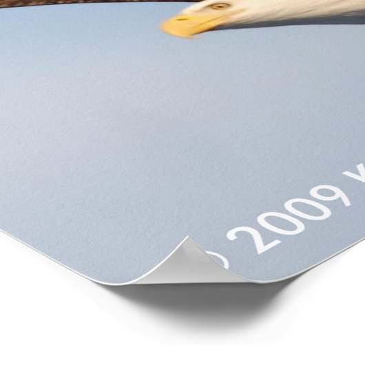 Bald Eagle in Flight Poster (Hoek)