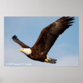 Bald Eagle in Flight Poster (Voorkant)