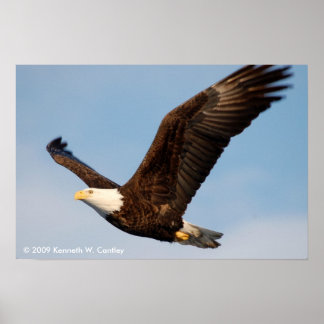 Bald Eagle in Flight Poster