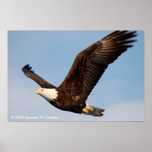 Bald Eagle in Flight Poster (Voorkant)